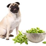 can dogs eat edamame?