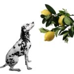 can dogs eat lemon?
