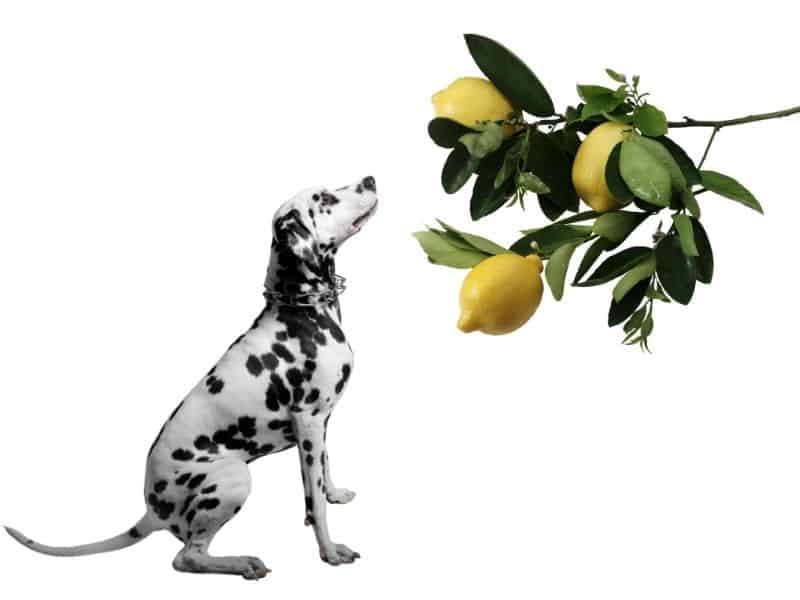 can dogs eat lemon?