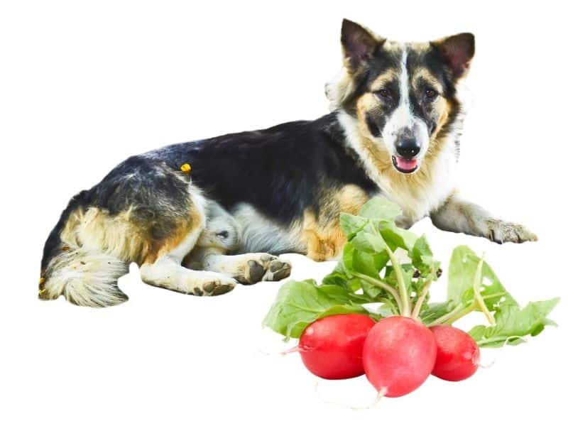 can dogs eat radish?