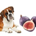 can dogs eat figs?