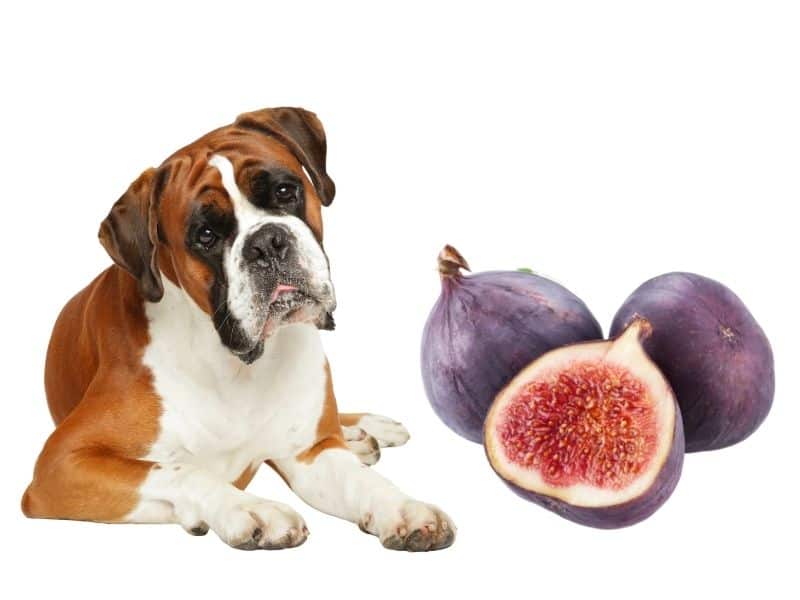 can dogs eat figs?