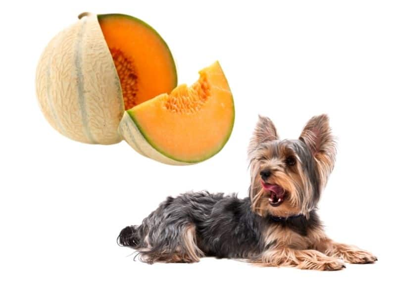 can dogs eat honeydew melon?