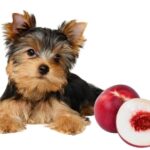 can dogs eat nectarines?