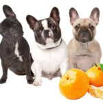 can dogs eat mandarins?