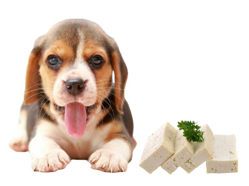 can dogs eat tofu?