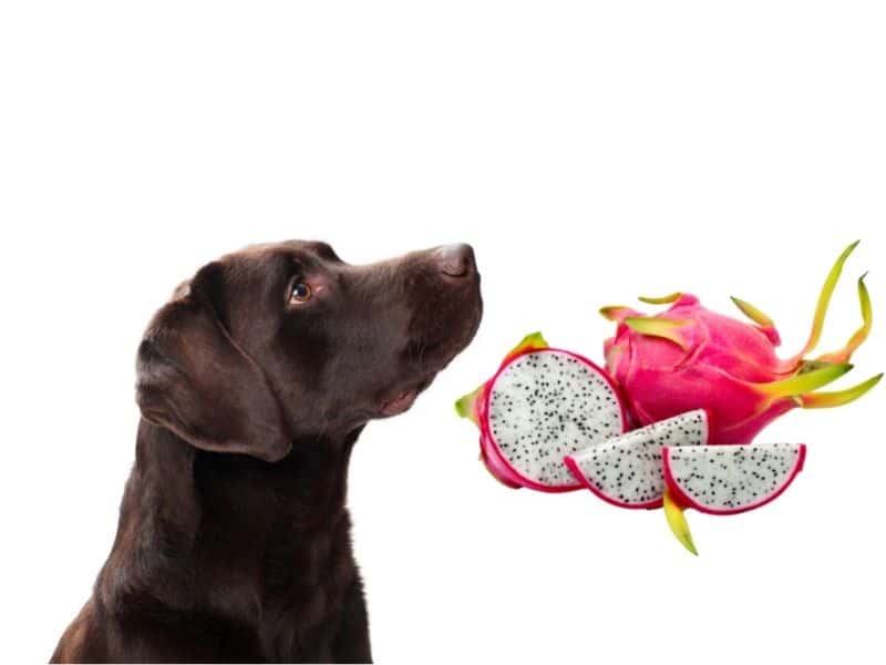 can dogs eat dragon fruit?