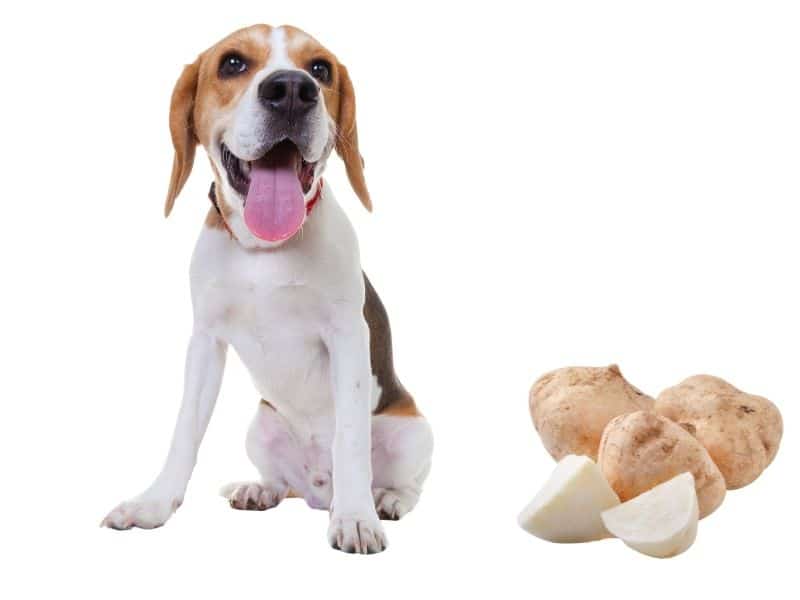 can dogs eat jicama?