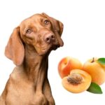 can dogs eat apricots?