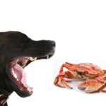 can dogs eat crab?