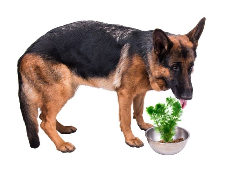 can dogs eat seaweed?