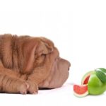 can dogs eat pomelo?