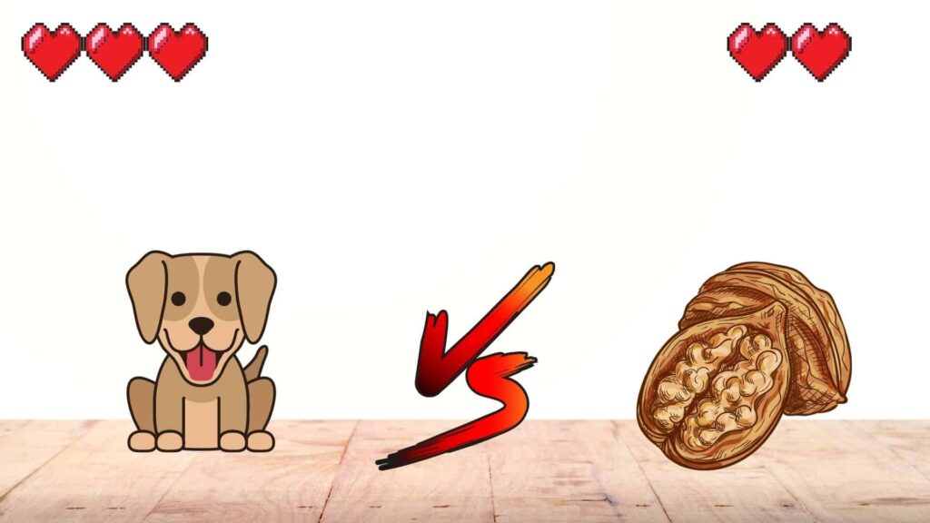 can dogs eat walnuts?