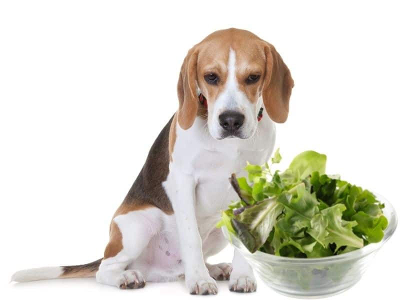 ca dogs eat lettuce?