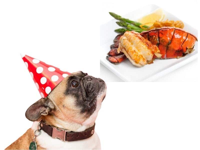 can dogs eat lobsters?