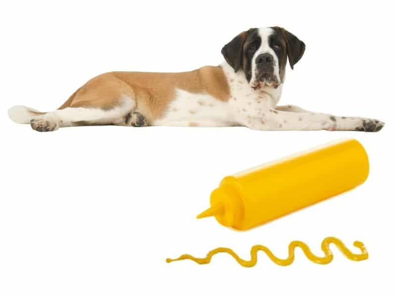 can dogs eat mustard?