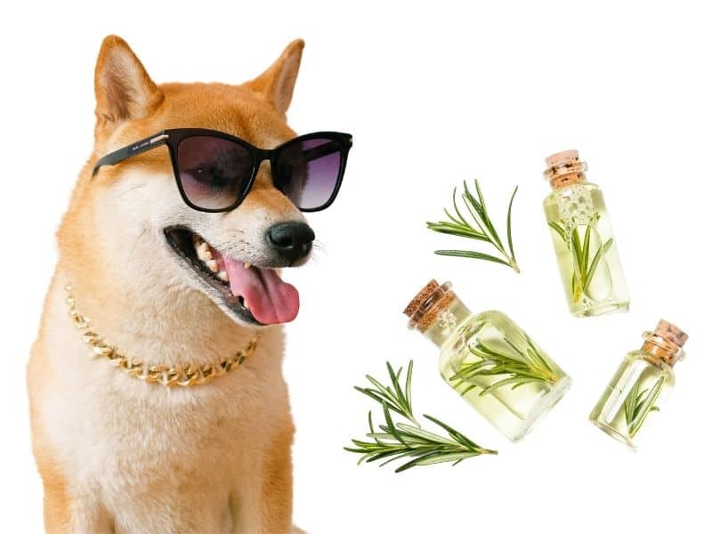 can dogs eat rosemary?