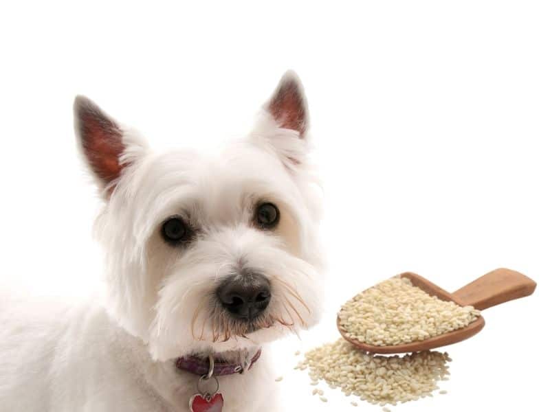 can dogs eat sesame seeds?