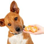 can dogs eat tangerines?