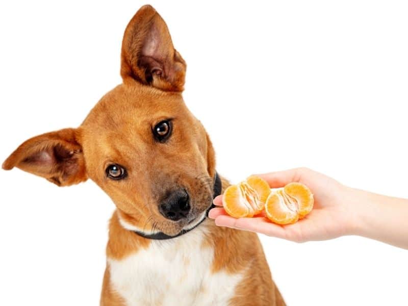 can dogs eat tangerines?