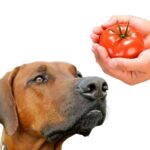 can dogs eat tomatoes?
