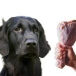 can dogs eat turkey?
