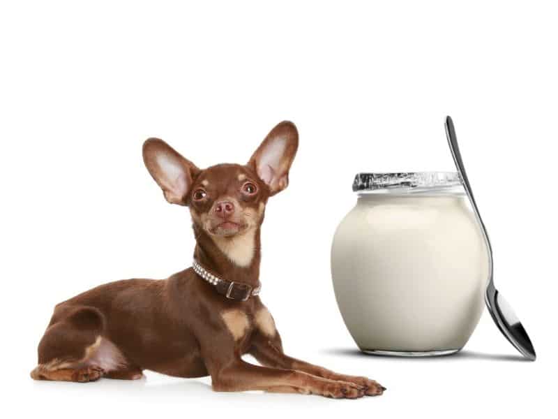 can dogs eat yogurt?
