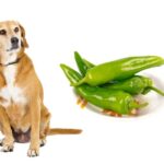 can dogs eat jalapenos?