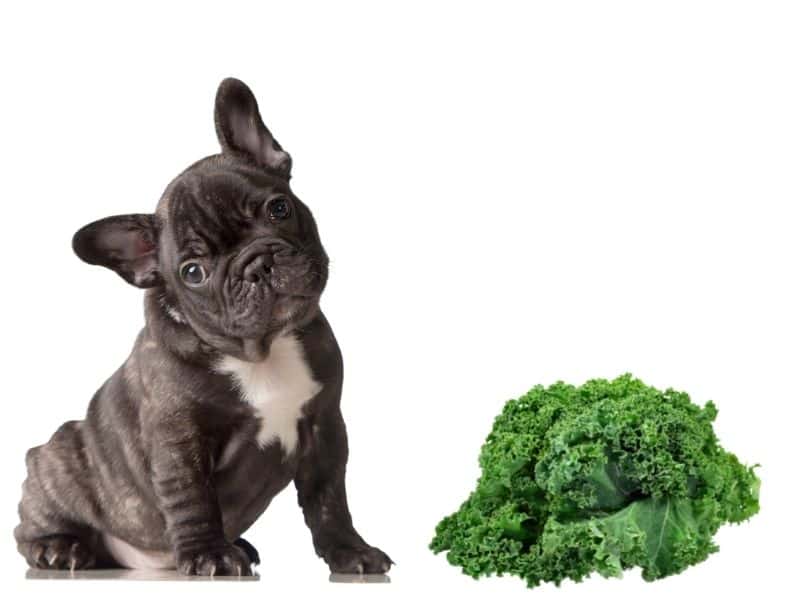 can dogs eat kale?