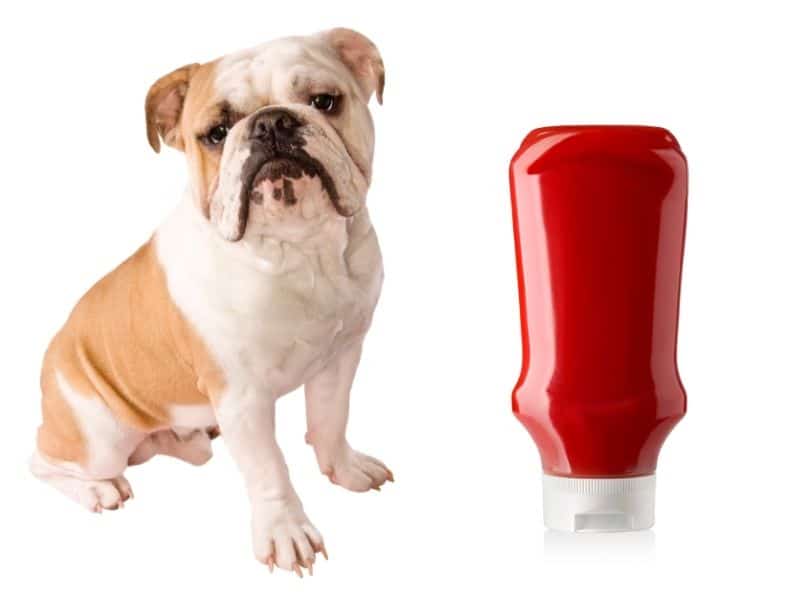 can dogs eat ketchup?