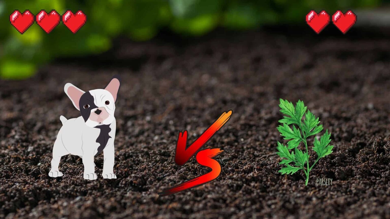 CAN DOGS EAT PARSLEY? [BEWARE OF FURANOCOUMERIN] Safe For Dog