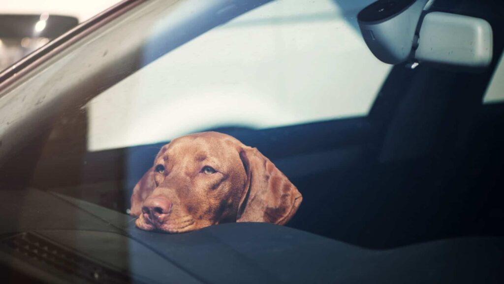dog alone in a car