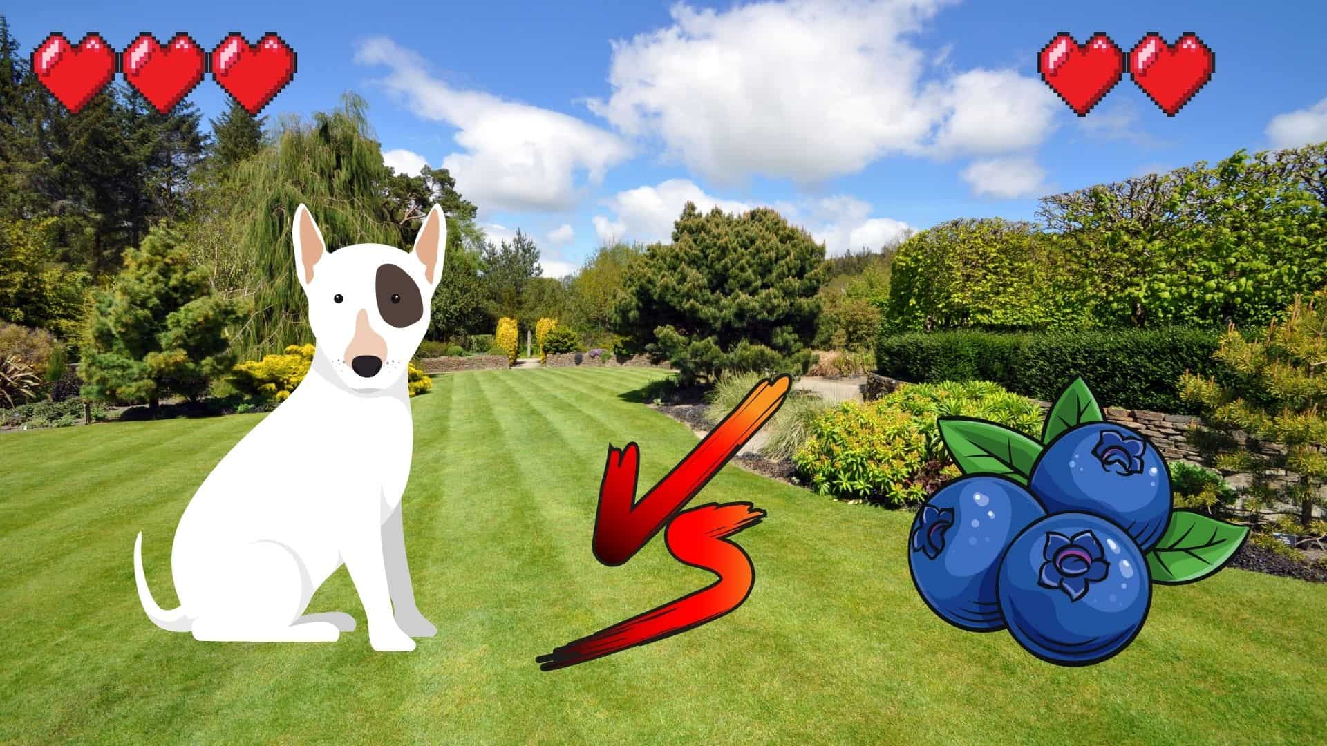 CAN DOGS EAT BLUEBERRIES? Safe For Dog