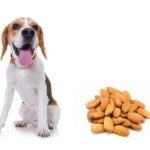 can dogs eat almonds?