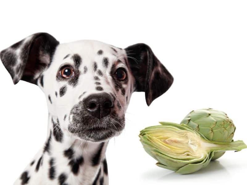 can dogs eat artichokes?