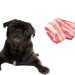 can dogs eat bacon?