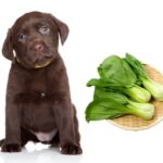 can dogs eat bok choy?