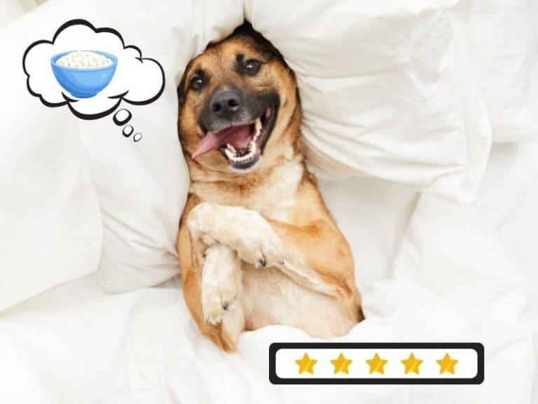 CAN DOGS EAT CHEESE [23 CHEESES RANKED BEST TO WORST ] Safe For Dog