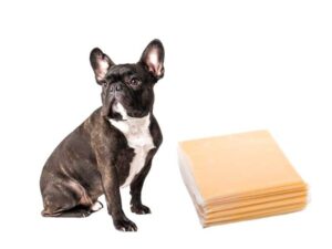 can dogs eat american cheese?