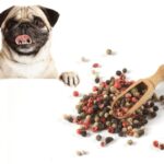 can dogs eat pepper?