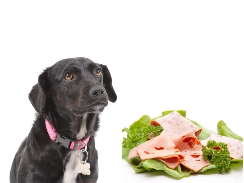 CAN DOGS EAT CHEESE [23 CHEESES RANKED BEST TO WORST ] Safe For Dog