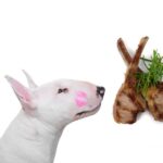can dogs eat lamb?