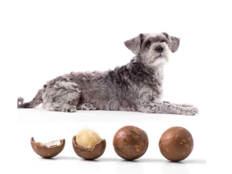can dogs eat macadamia nuts?