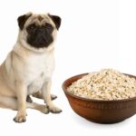 can dogs eat oatmeal?