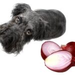 can dogs eat onions?