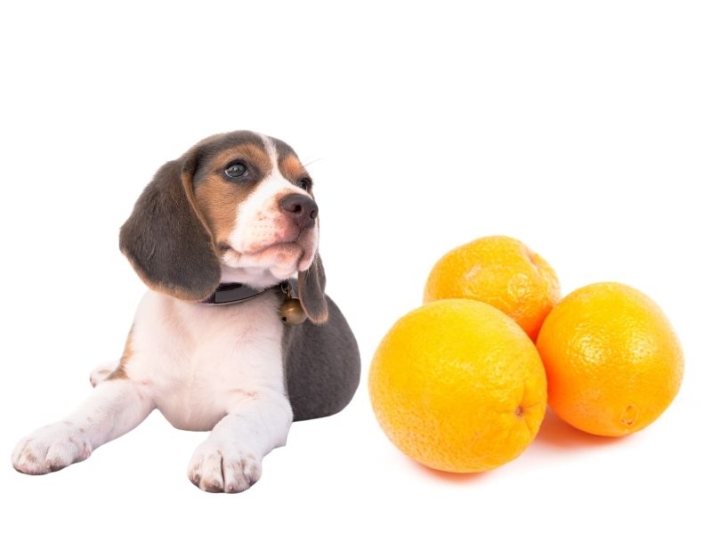can dogs eat oranges?