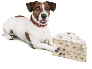 can dogs eat blue cheese?