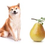 can dogs eat pears?