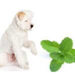 can dogs eat peppermint?