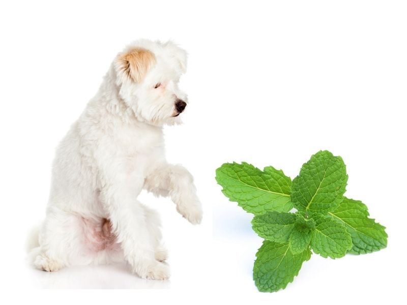 can dogs eat peppermint?